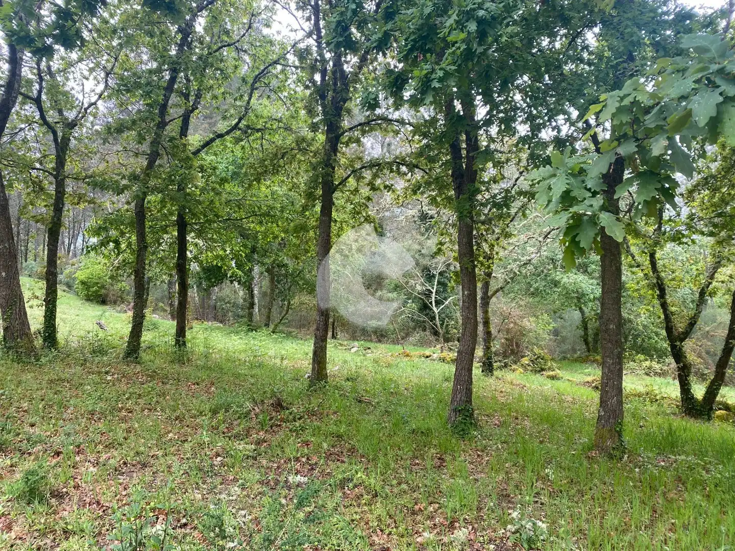 Terreni e lotti in vendita a O Pereiro de Aguiar, imagen 3