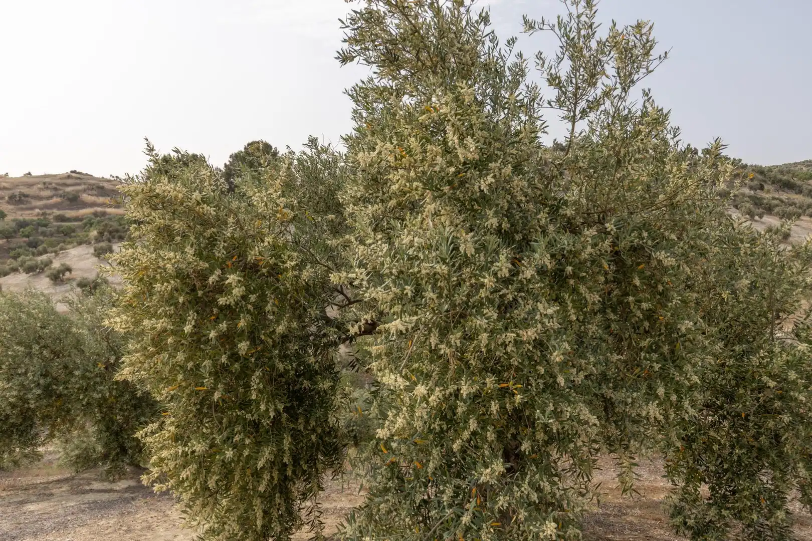 Terreni e lotti in vendita a RODADERO