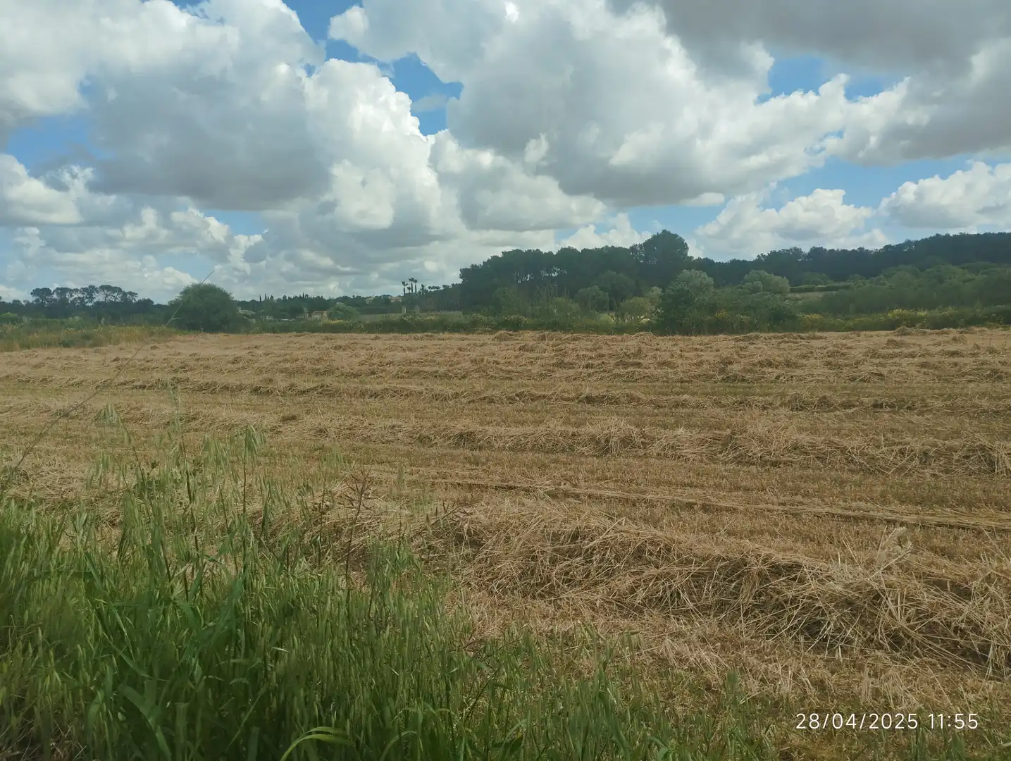 Rural land for sale in Algaida, imagen 3