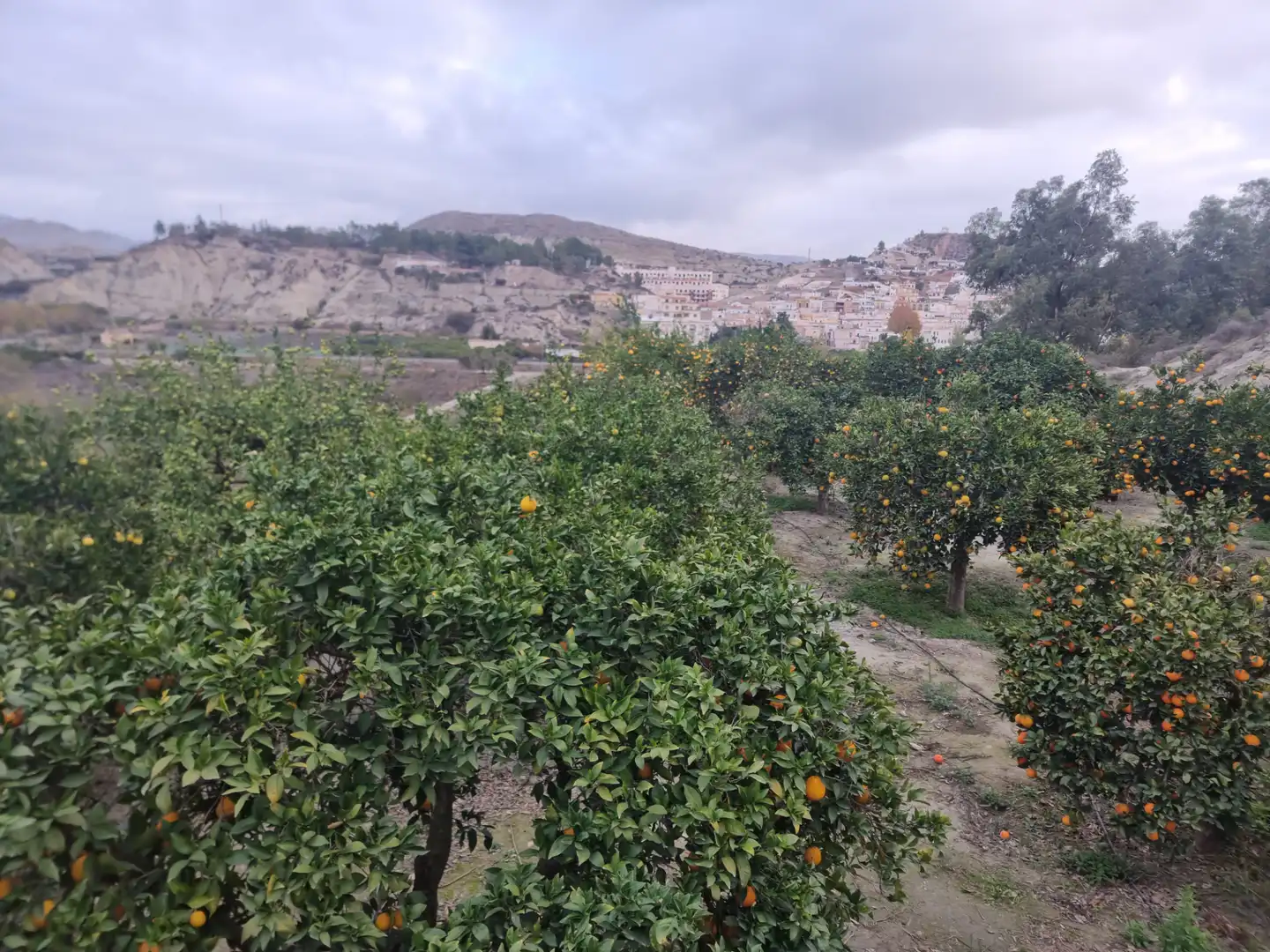 Rural land for sale in Calle Camino Ancho 4, imagen 23