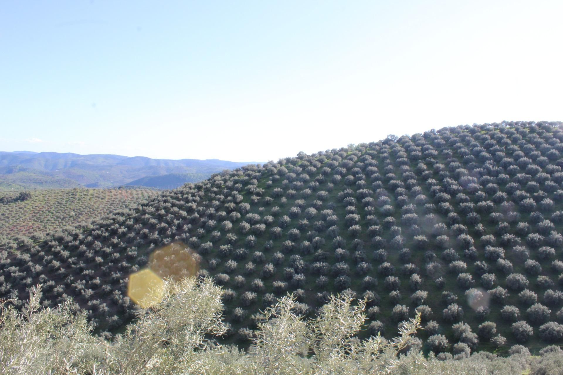 Country house for sale in Alcaracejos