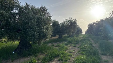 Foto 3 de Finca rústica en venta en Bujalance, Córdoba