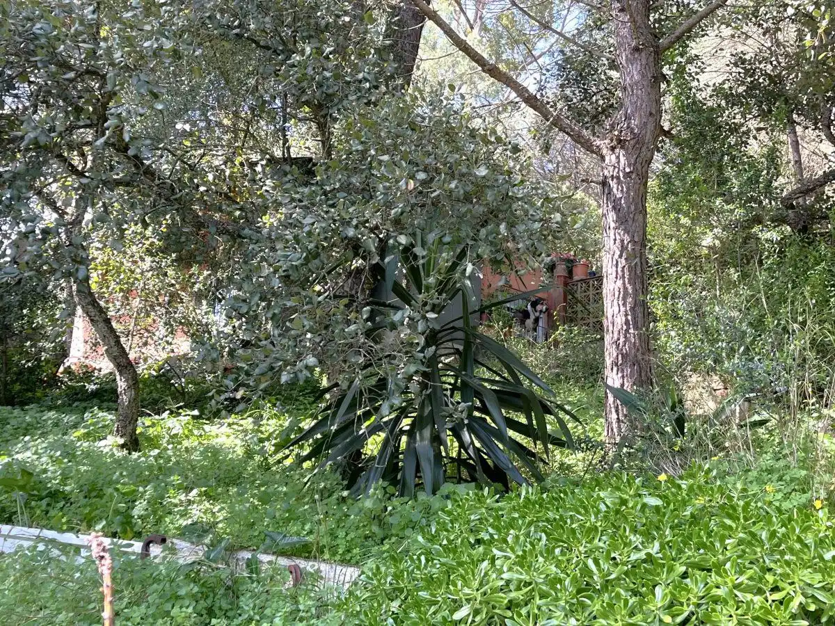 Jardí de Casa o xalet en venda en San Roque amb Calefacció, Jardí privat i Traster