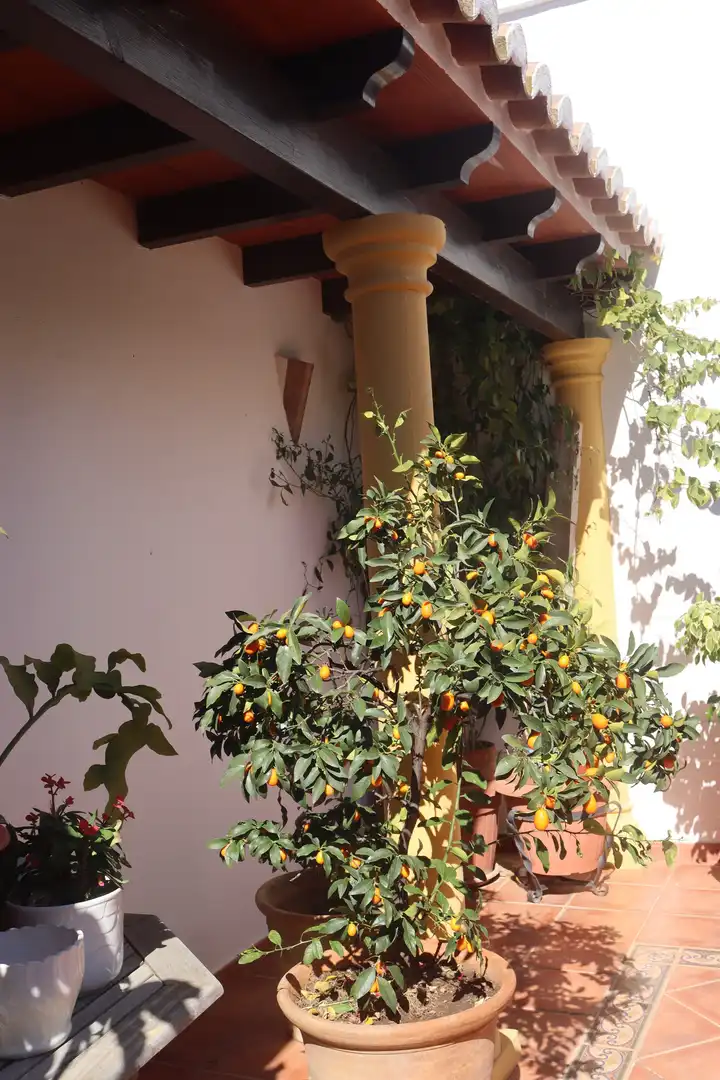 Terrassa de Casa o xalet en venda en Mijas amb Aire condicionat i Piscina