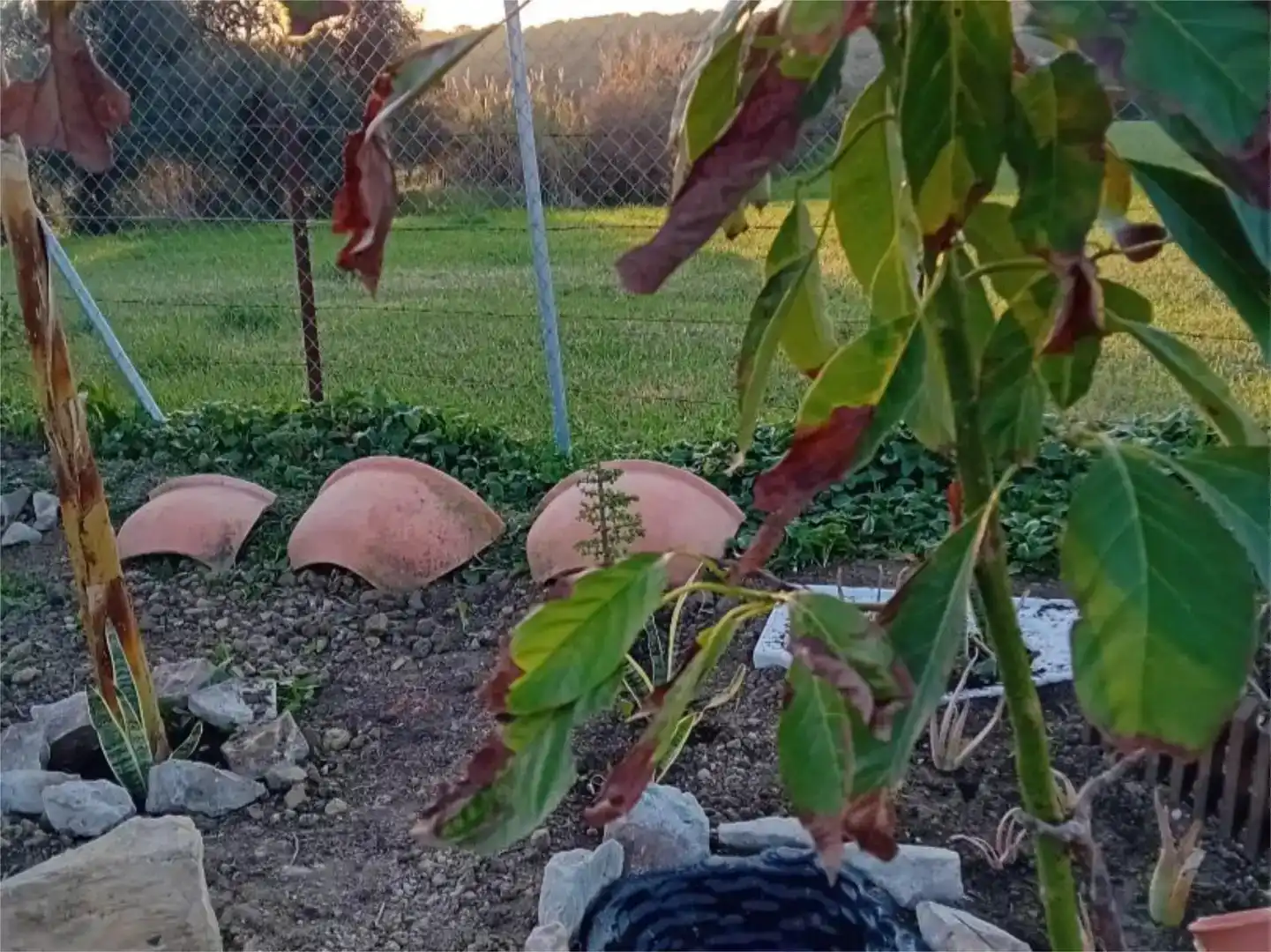 Garten von Grundstücke zum Verkauf in Barbate