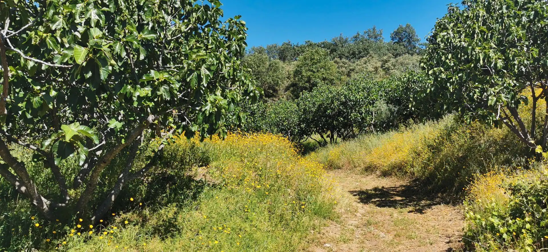 Terreni e lotti in vendita a Valverde de la Vera