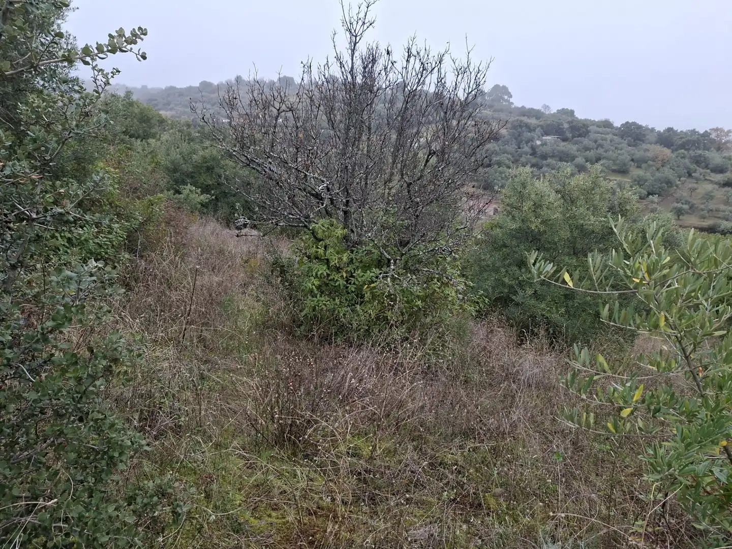 Terreni e lotti in vendita a Malpartida de Plasencia, imagen 15