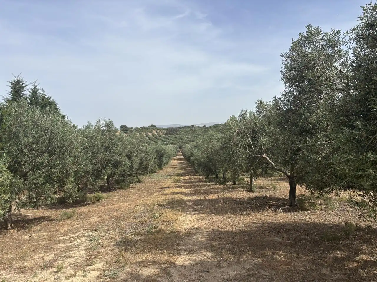 Industrial buildings for sale in Diseminado Poligono 169, 29, Bobadilla - Bobadilla Estación - La Joya