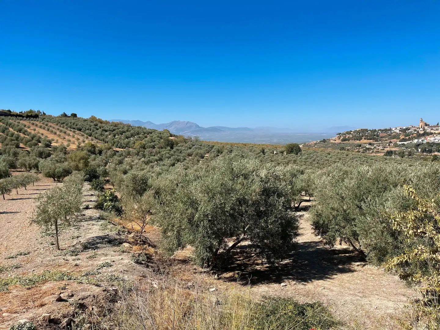 Terrenos y solares en venta en Úbeda, imagen 2