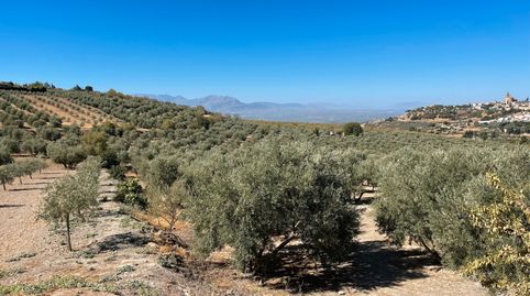 SE VENDE FINCA 700 OLIVOS EN ÚBEDA, immagine 2