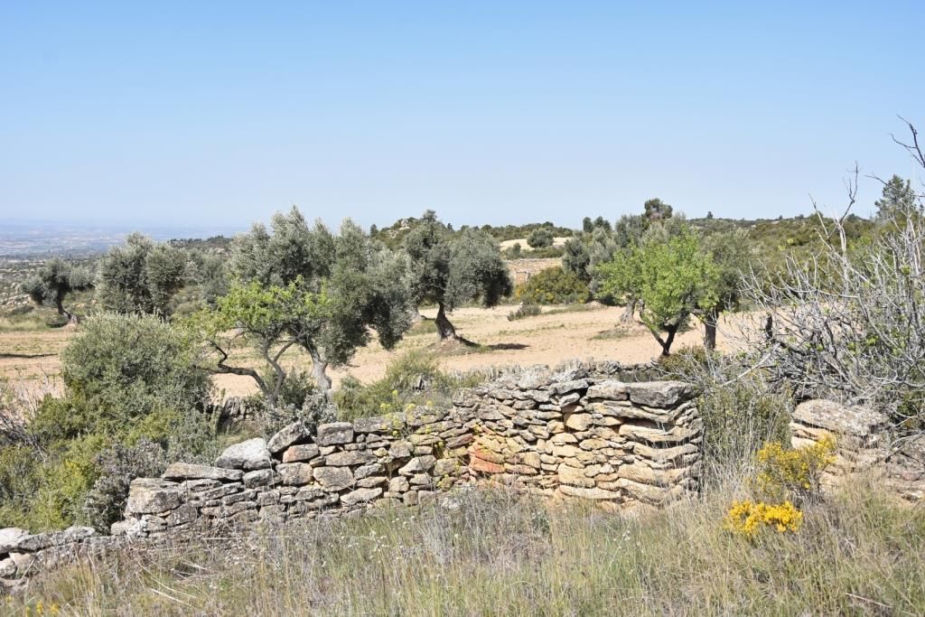 Land for sale in Valdealgorfa