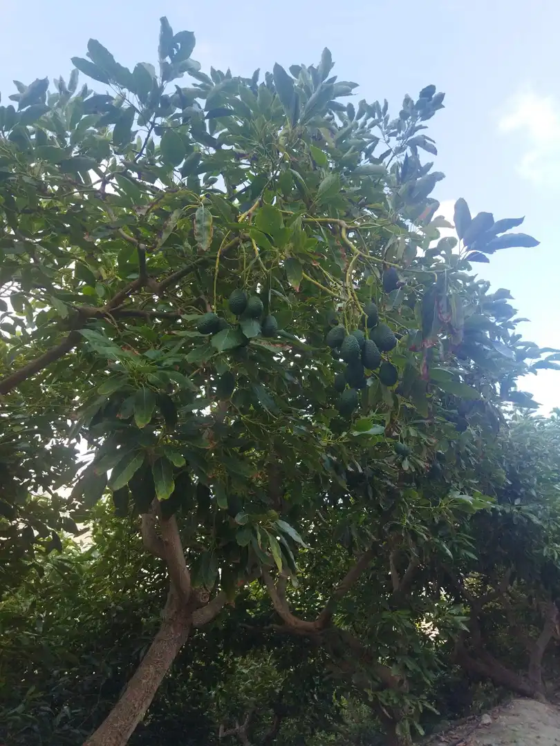 Jardí de Finca rústica en venda en Almuñécar amb Jardí privat, Terrassa i Piscina