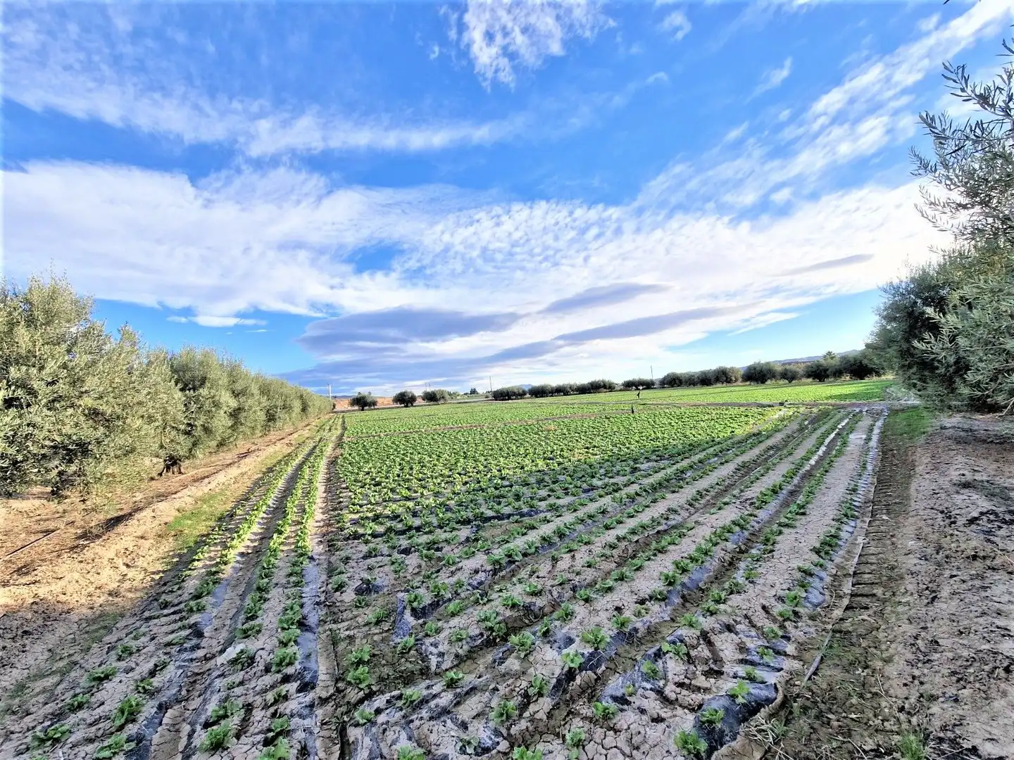 Residencial en venta en Lorca