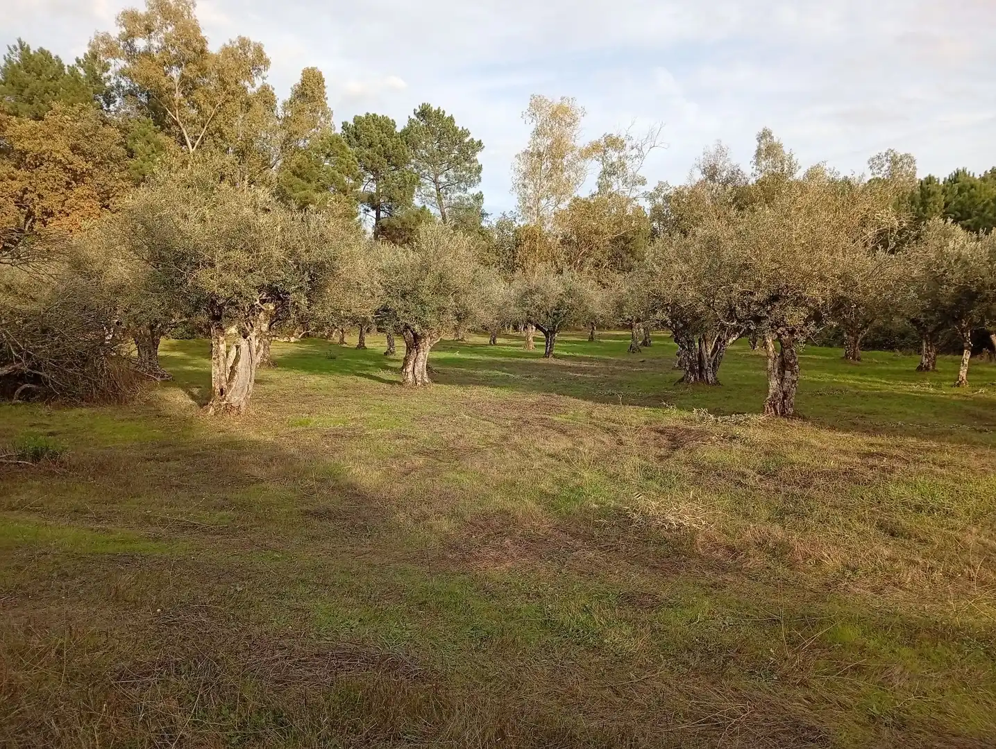 Terreni e lotti in vendita a Villanueva de la Vera, imagen 37
