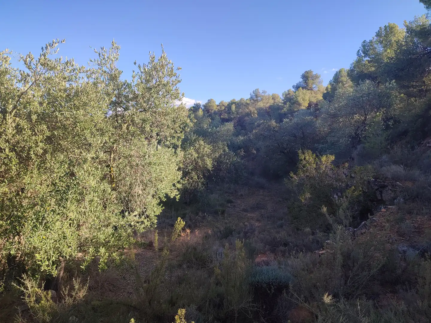 Terreno rústico en venta en Cervià de Les Garrigues, imagen 17