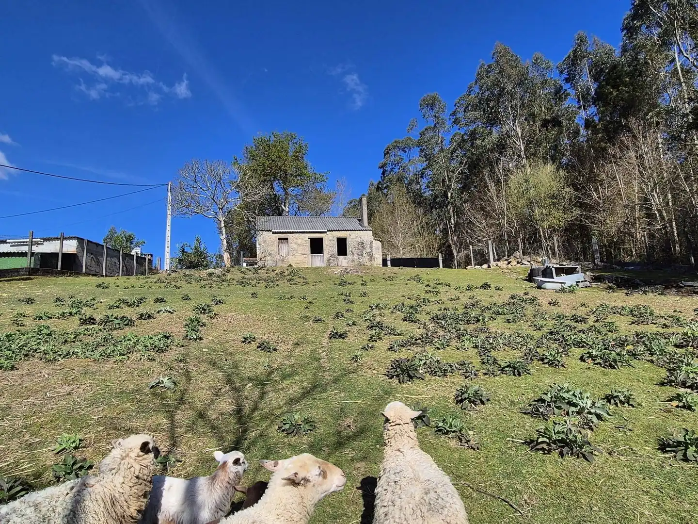 Casa o xalet en venda en Ames amb Jardí privat