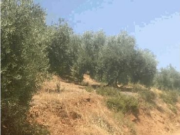 Terreno rústico en venta en Fuensanta de Martos