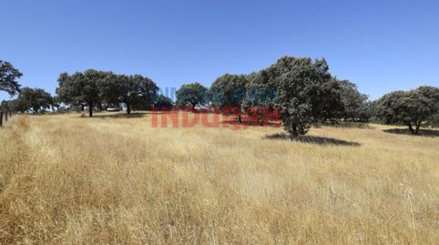 Finca de 18600 m2 poblada de encinas situada a 700 m del casco urbano de Millanes y a 60 m de la carretera Millanes, Cáceres, immagine 2