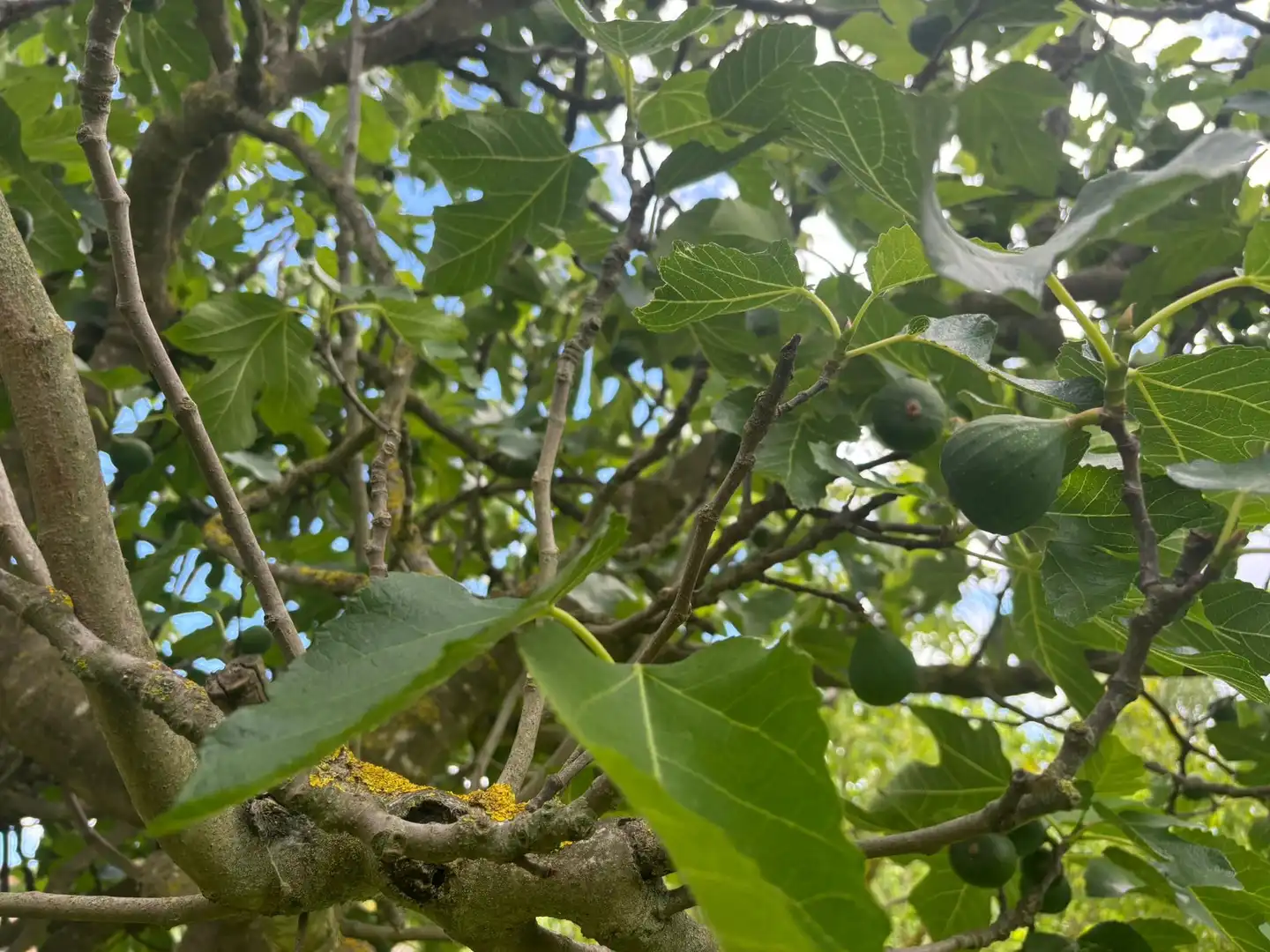 Jardín de Residencial en venta en Colomers