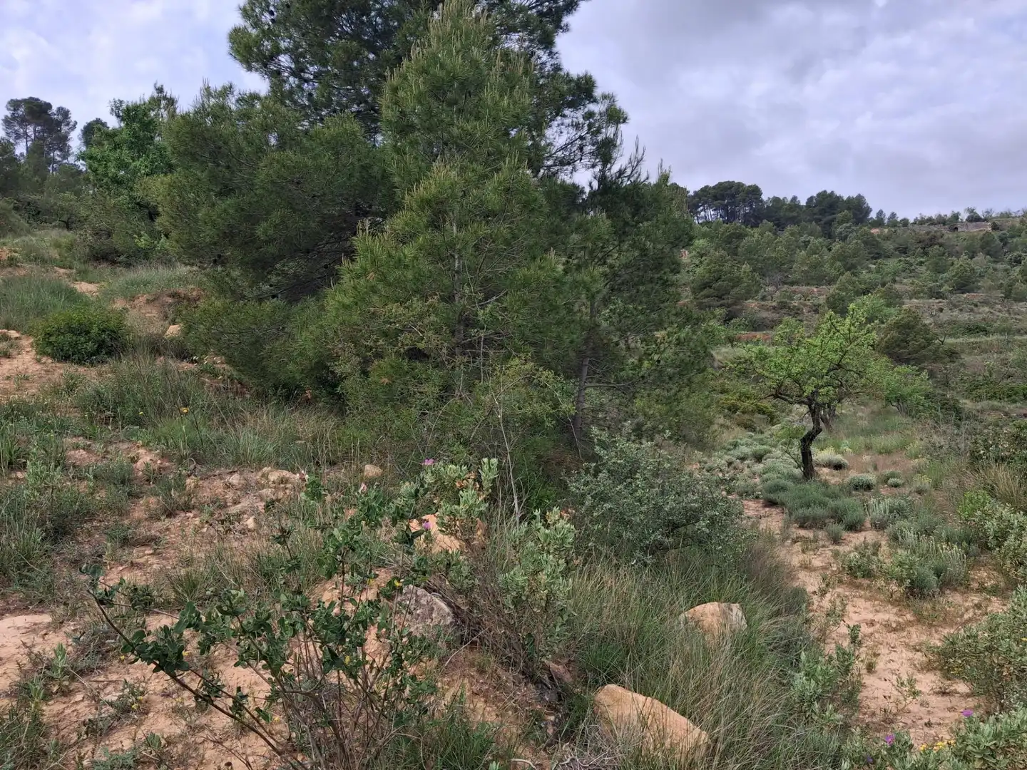 Rural land for sale in Gandesa, imagen 30