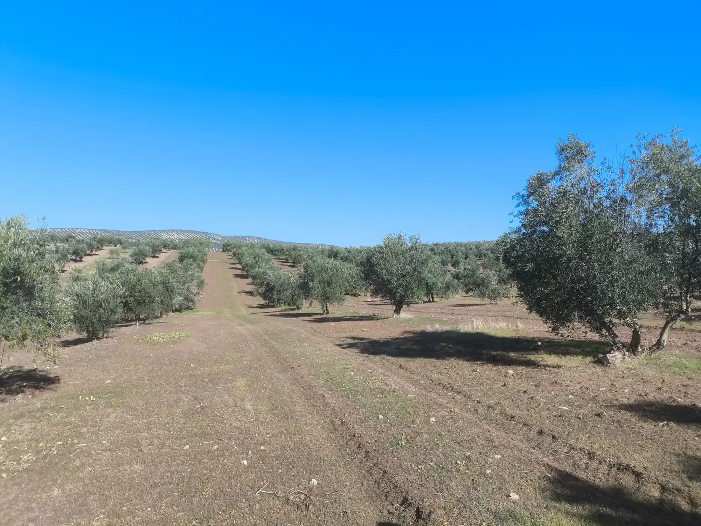 Terreni e lotti in vendita a Villanueva de la Reina