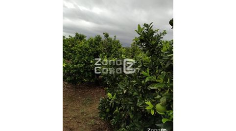 Finca Rustica  Venta Algemesí, imatge 3