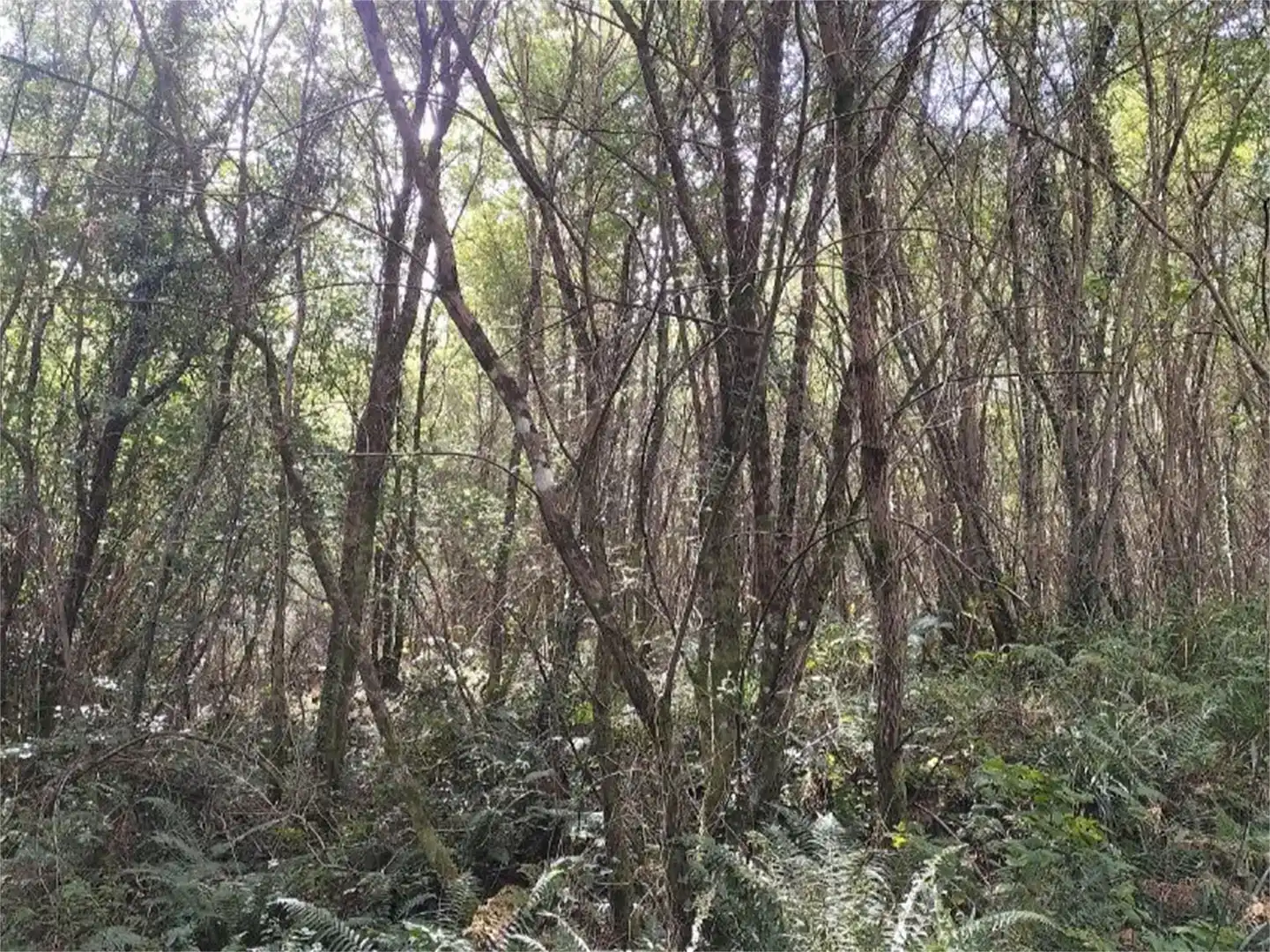 Terreno en venta en Markina-Xemein