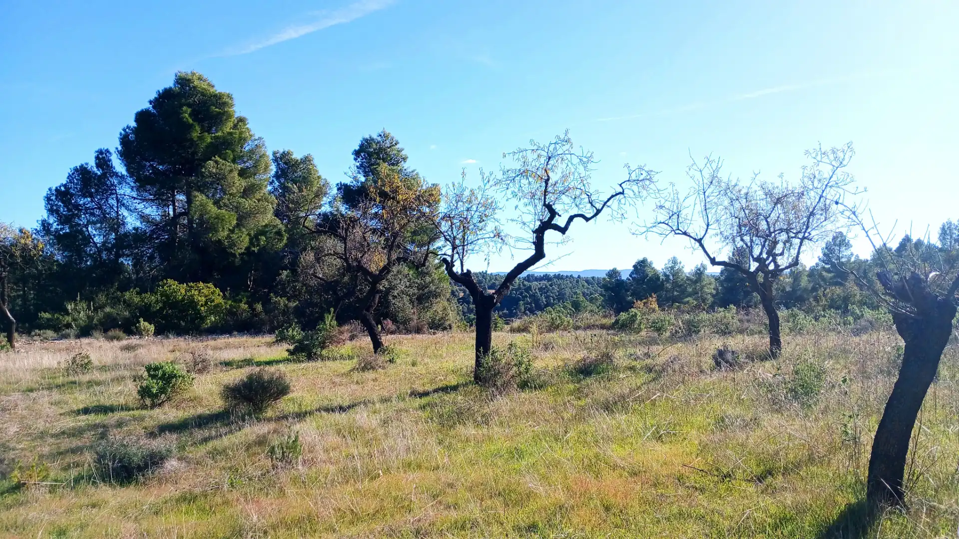 Terreno rustico in vendita a Calle Tremedal 13, imagen 8