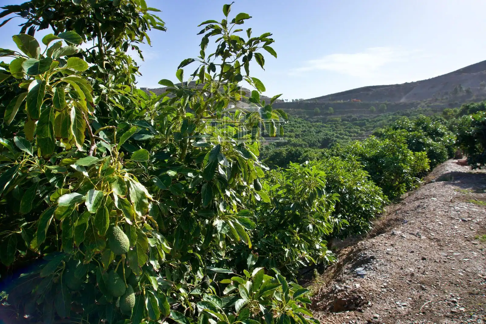 Terreni e lotti in vendita a Barranco del Inglés, imagen 38