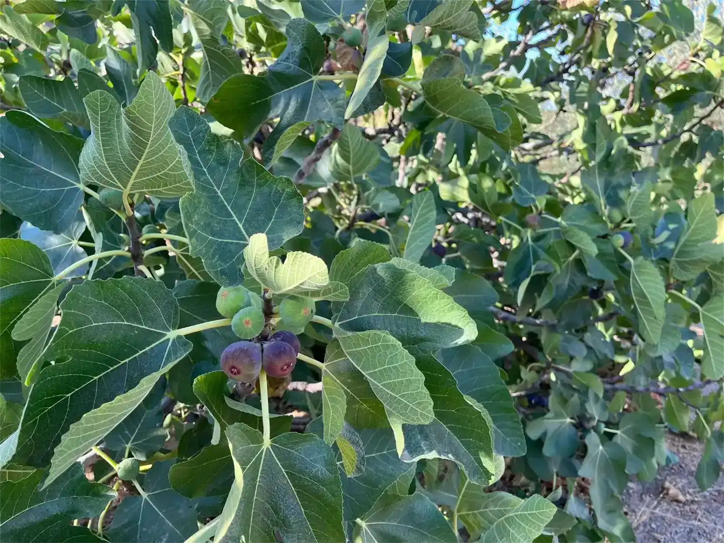 Jardí de Finca rústica en venda en Málaga Capital