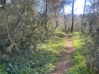 Rural land for sale in Sant Llorenç des Cardassar