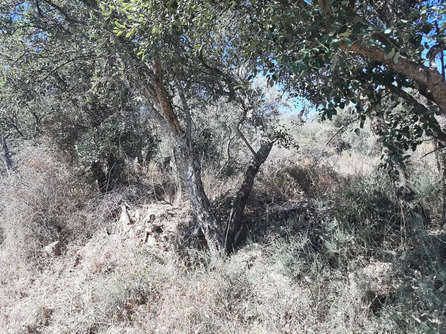 Terreni e lotti in vendita a Sierra de Fuentes, imagen 3