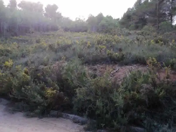 Terreno rustico in vendita a C/ Josep Plá, imagen 10