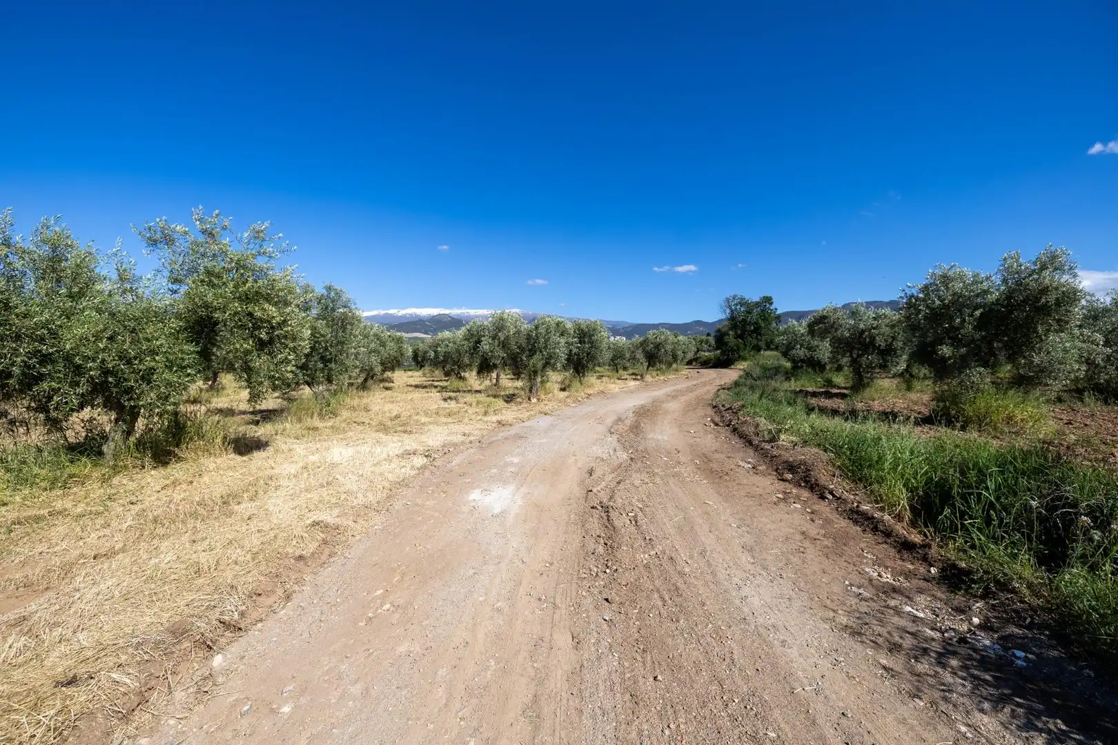 Rural land for sale in Polígono 3 Parcela 220 Arnique