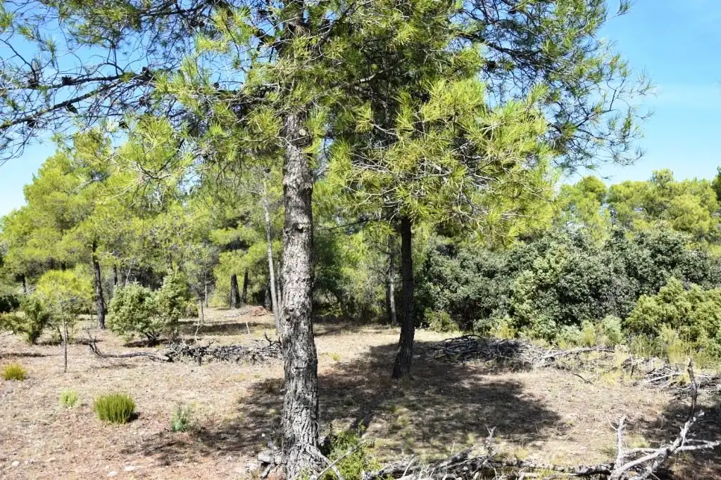 Terreni e lotti in vendita a Lledó, imagen 6