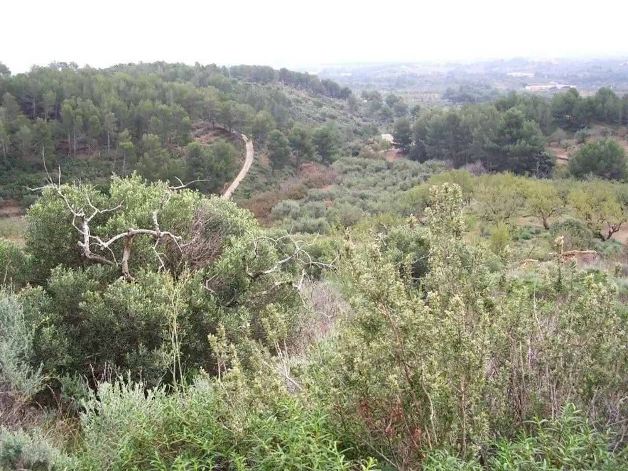 Terreno rustico in vendita a Calle MESTRAL, imagen 4
