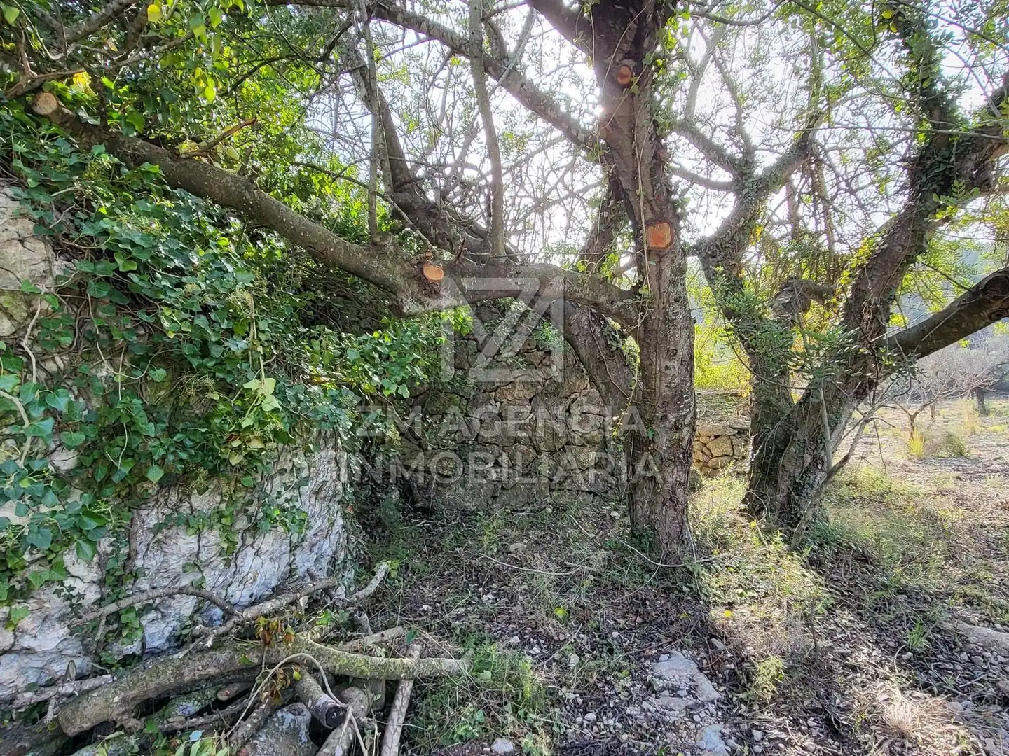 Rural land for sale in Cervera del Maestre, imagen 11