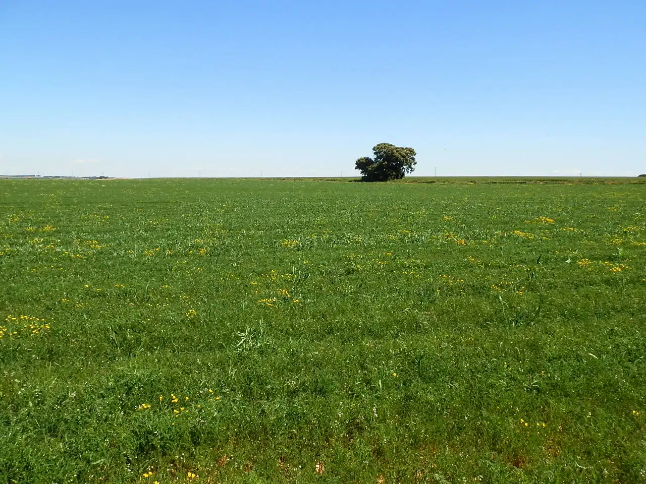 Terreni e lotti in vendita a La Gineta