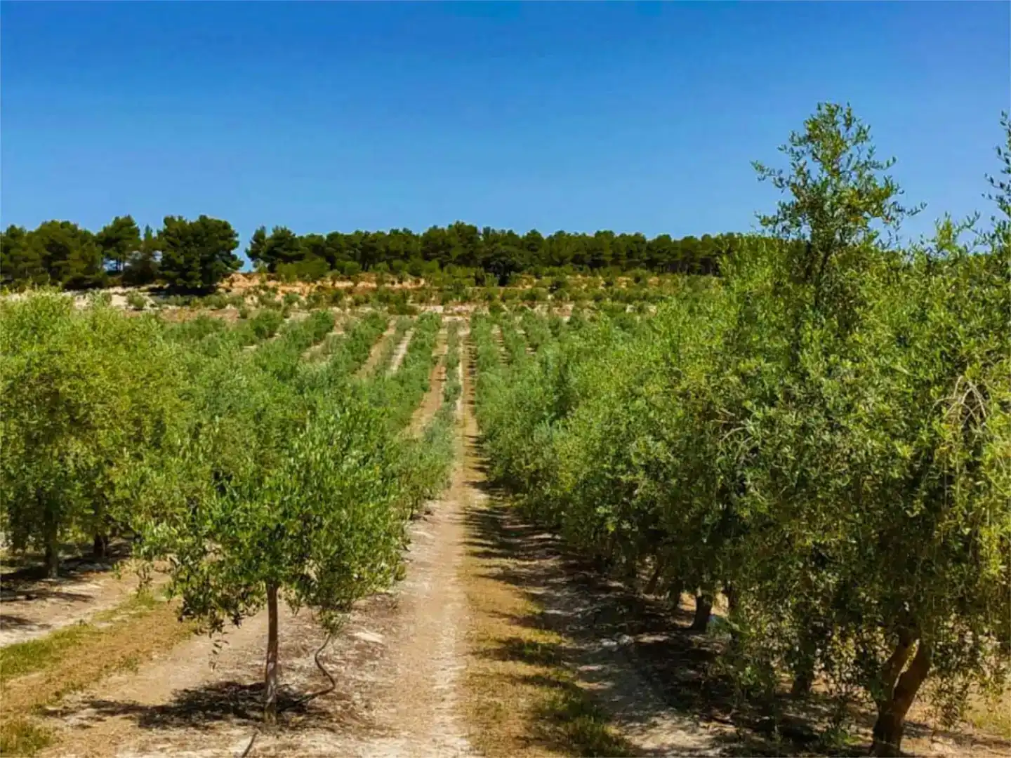 Wohnung zur Miete in Alcoy / Alcoi mit Klimaanlage, Privatgarten und Schwimmbad
