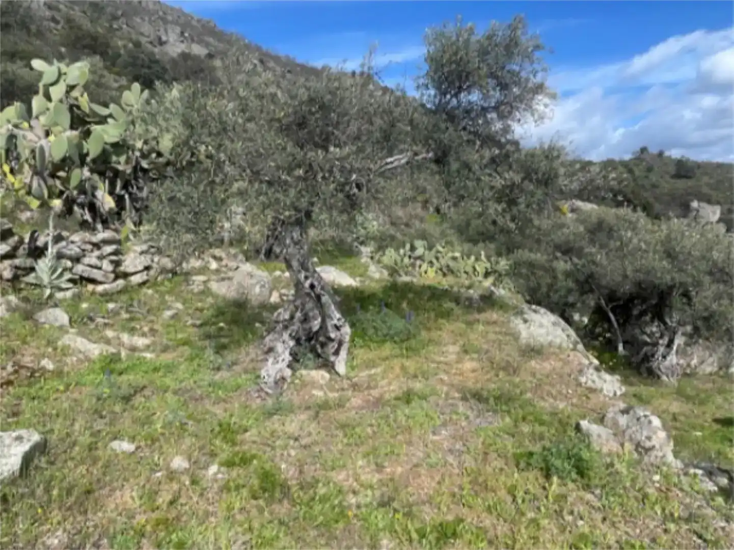 Grundstücke zum Verkauf in Montánchez