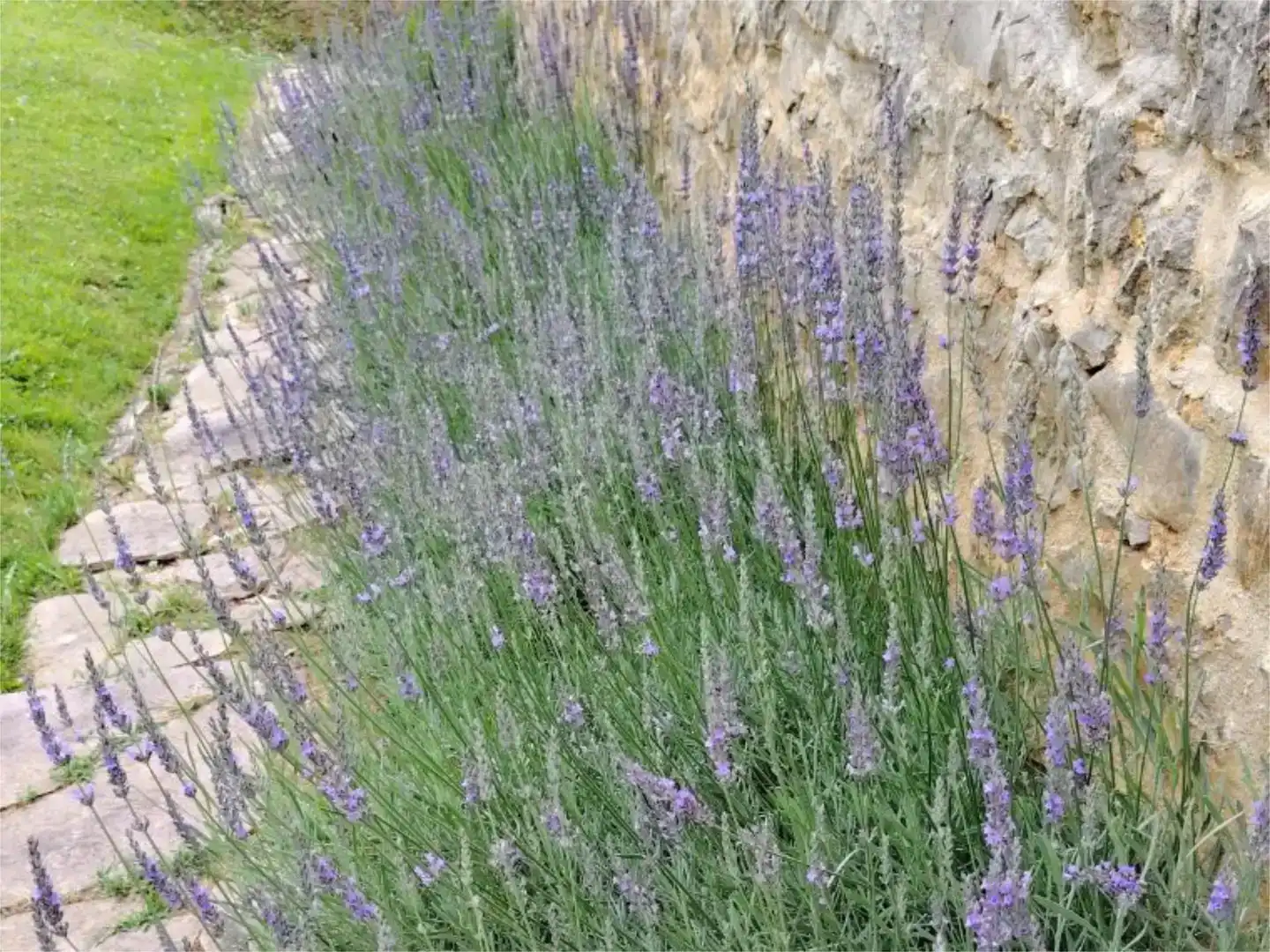 Garden of Country homes for sale in Larraun, Navarra