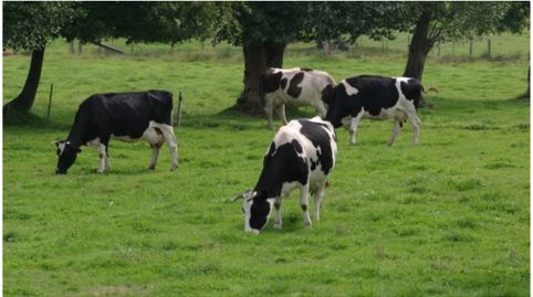 Venta granja vacas lecheras raza frisona, immagine 2