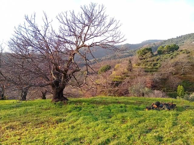 Terreno en Venta en Yunquera
