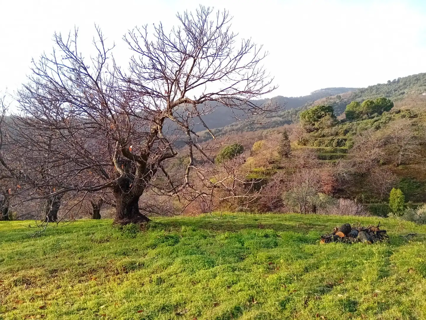 Terreno rústico en venta en Yunquera