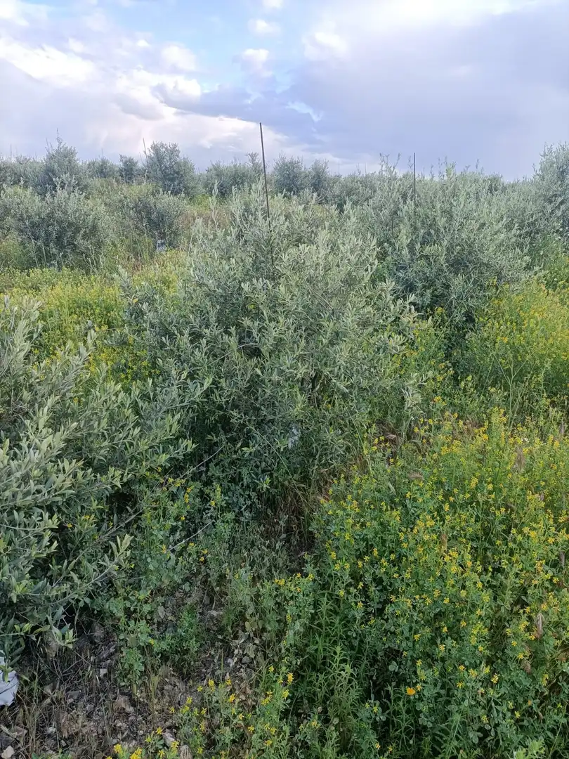 Terreni e lotti in vendita a Villaminaya, imagen 13