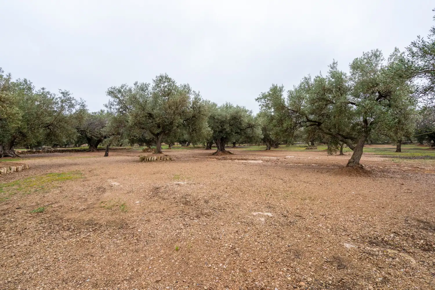 Terreno rustico in vendita a Cami de Pandorga 1, imagen 12