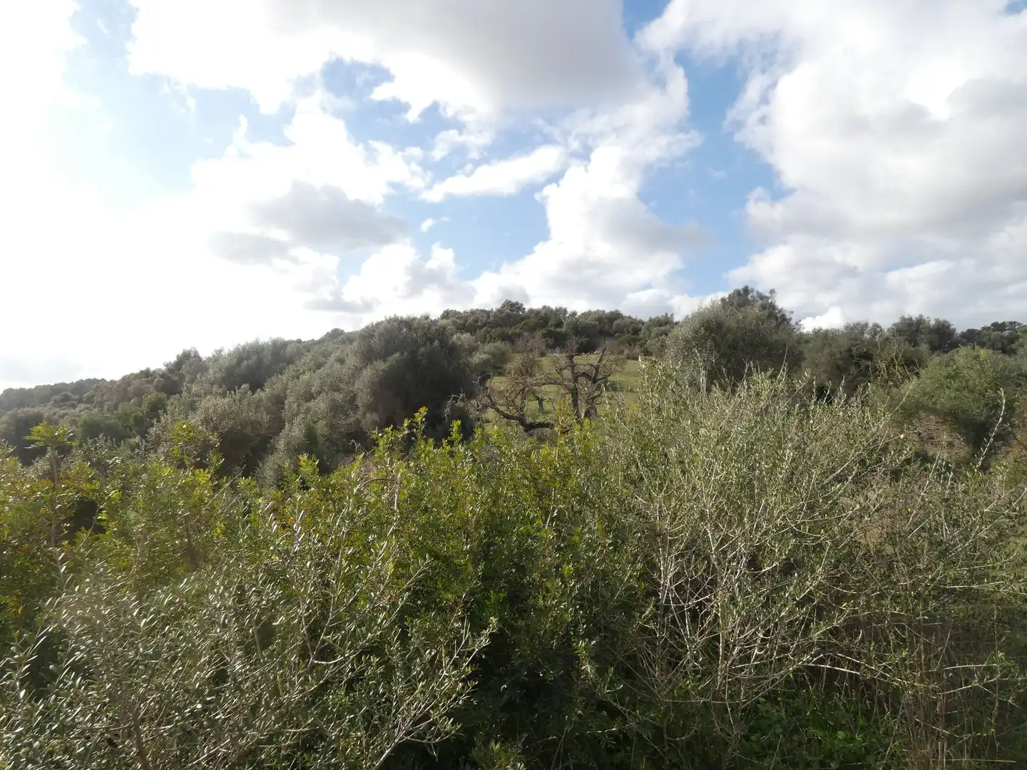 Terrain rustique à vendre à Muro, imagen 10