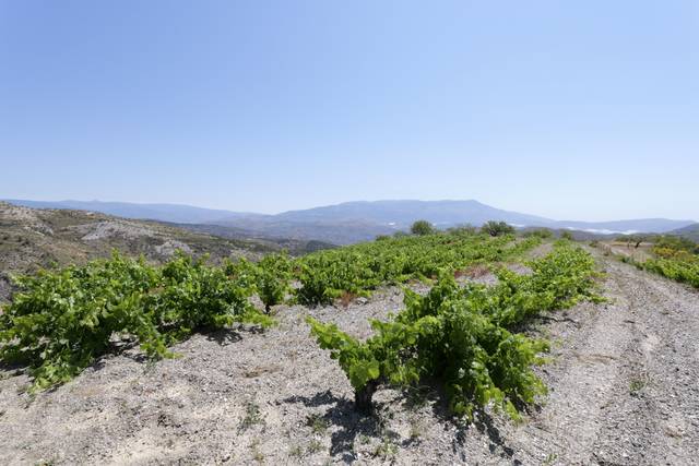 Terreno en Venta en Calle Antonio Manzano, 19 en Murtas
