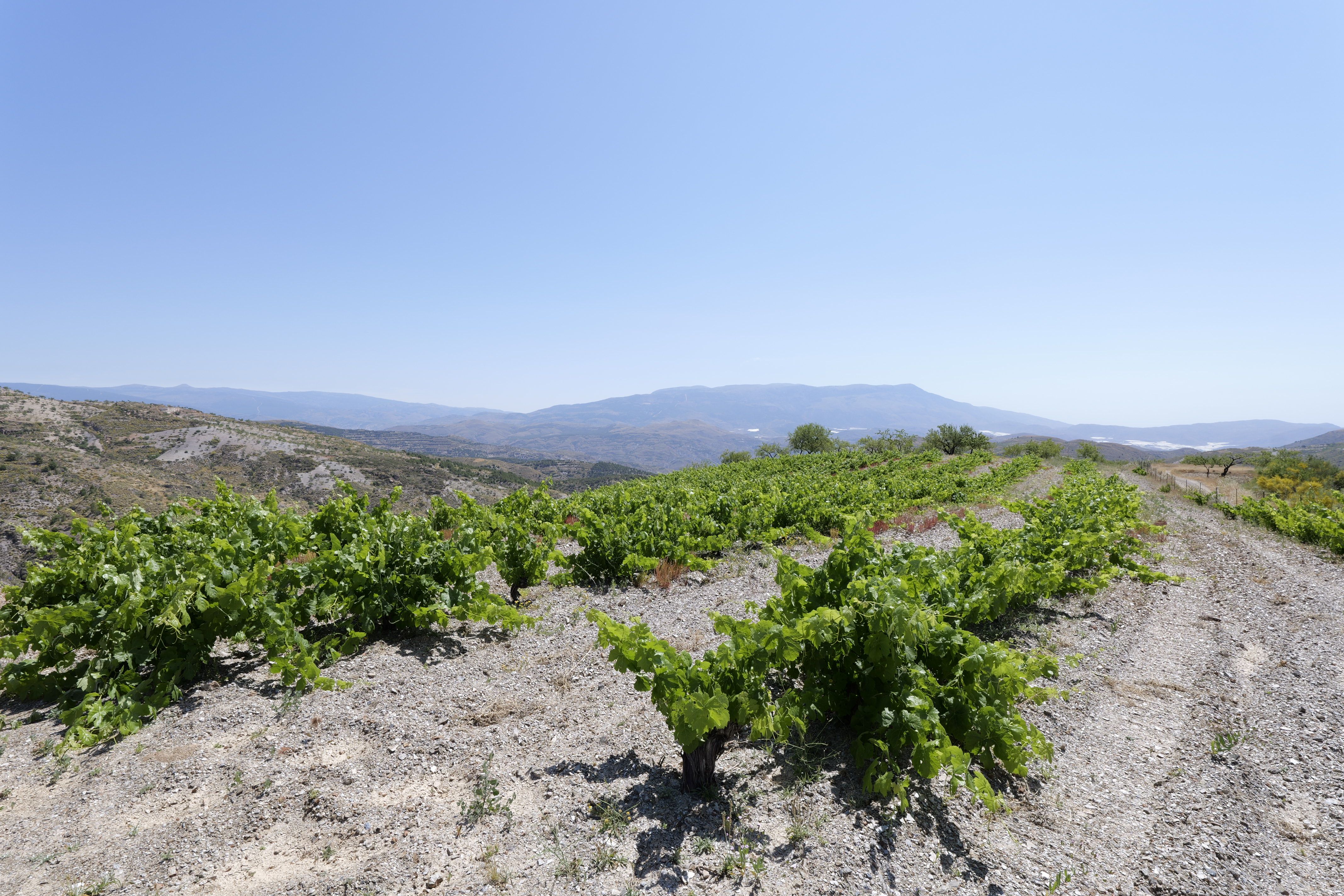 Land for sale in Murtas