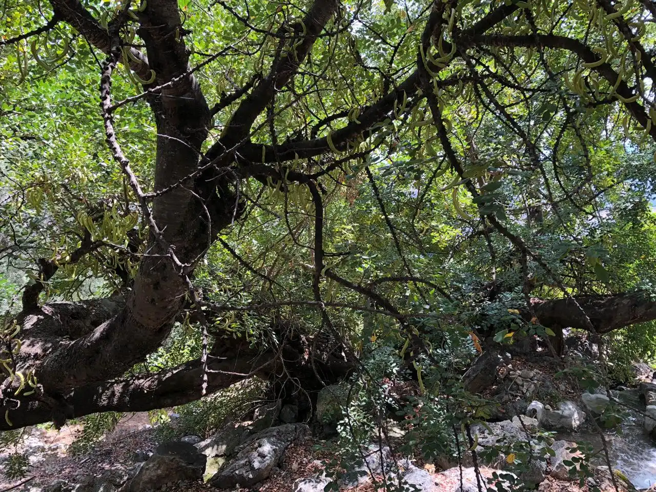 Jardí de Finca rústica en venda en El Pinar